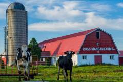 Farm-between-Kingston-and-Smith-Falls