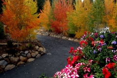 101018 Driveway Aspens Flowers