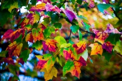 Leaves