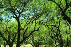 060504-Haumana-Bay-Park