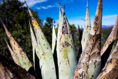 Sedona Cactus