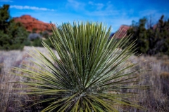Sedona Hiking