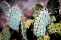 Sedona Cactus