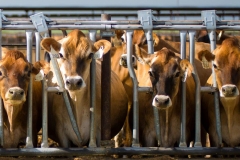 Cows