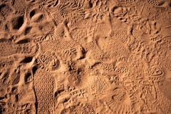 _SCK5249