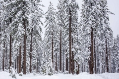 Truckee Trees in Snow Small